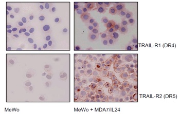 TNFRSF10A Antibody