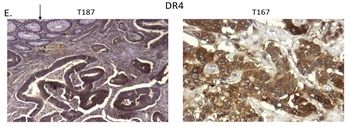 TNFRSF10A Antibody