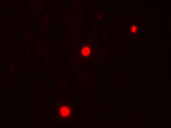 NOX1 Antibody