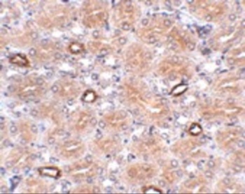 NOTUM Antibody