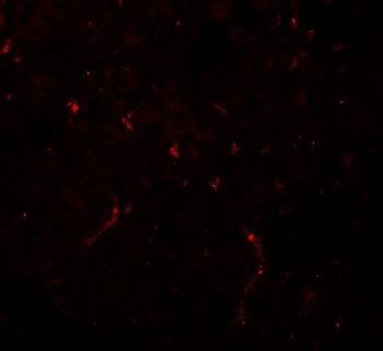 NOSTRIN Antibody