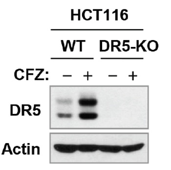 TNFRSF10B Antibody