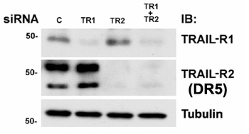 DR5 Antibody