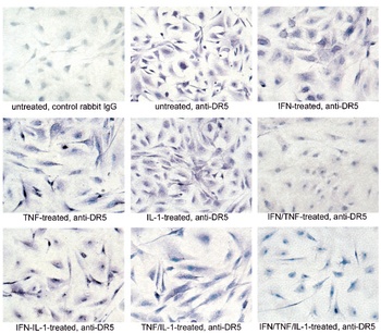 DR5 Antibody