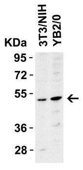 DR5 Antibody