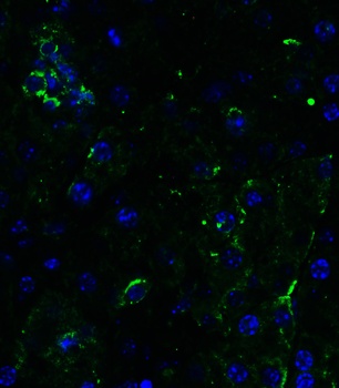 DR5 Antibody