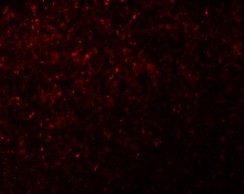 NLRX1 Antibody