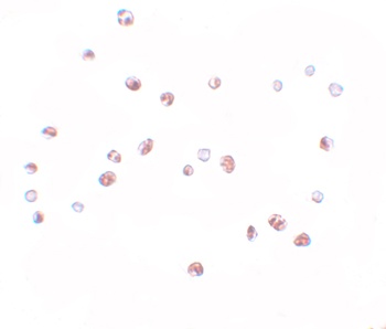 NOD4 Antibody