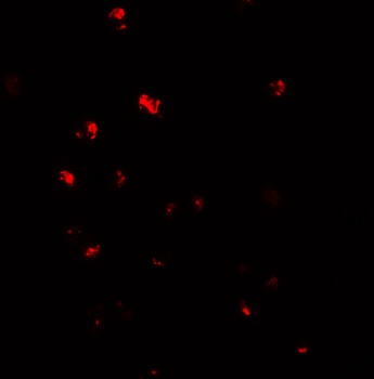 NLRC5 Antibody