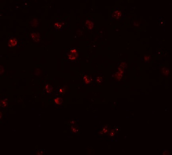 NOD3 Antibody