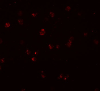 NLRC3 Antibody