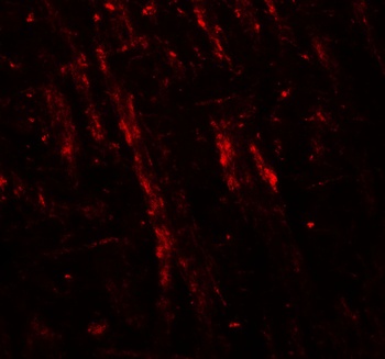 NLGN2 Antibody