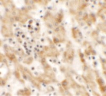 NKX2-8 Antibody