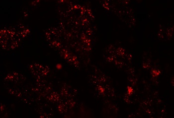 NKX2-8 Antibody