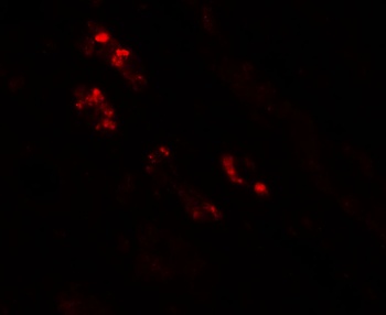 NKX2-2 Antibody