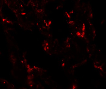 NKX2-1 Antibody