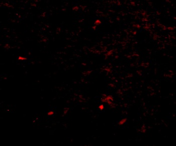 NIPSNAP Antibody