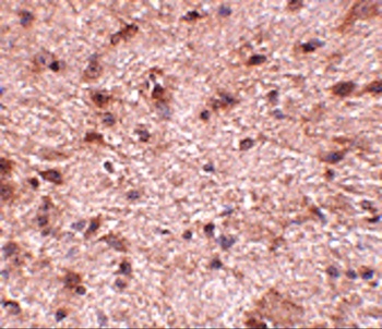 NIPSNAP3B Antibody