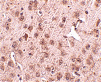 NIPSNAP3A Antibody