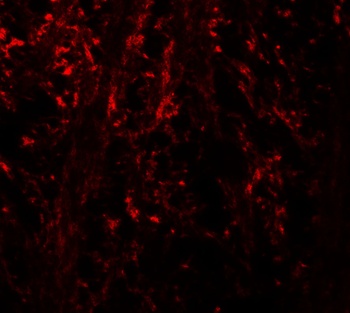 NINJ1 Antibody