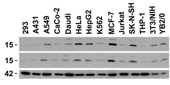 DRAM Antibody