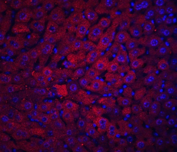 DRAM Antibody