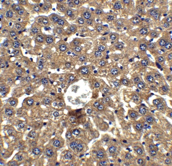 DRAM Antibody