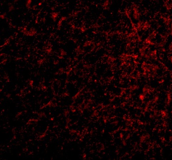 Nicastrin Antibody