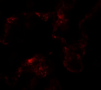 NBN Antibody