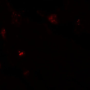 NBN Antibody