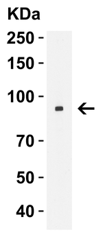 SLC9A1 Antibody