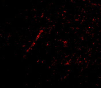 Nhe-1 Antibody