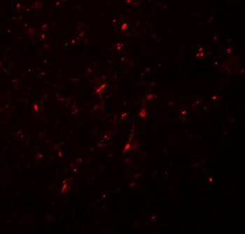 NEUROG2 Antibody