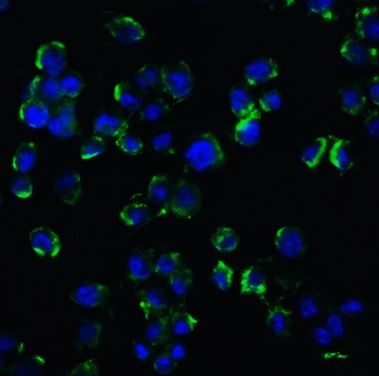 NGFR Antibody