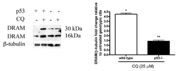 DRAM1 Antibody