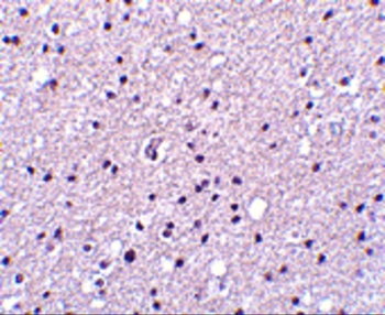 Neurotrypsin Antibody