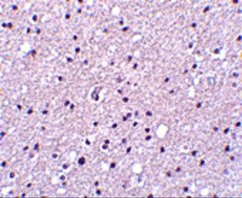 PRSS12 Antibody