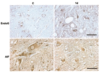 EndoG Antibody