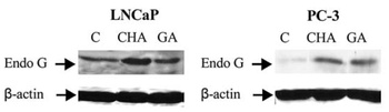 EndoG Antibody