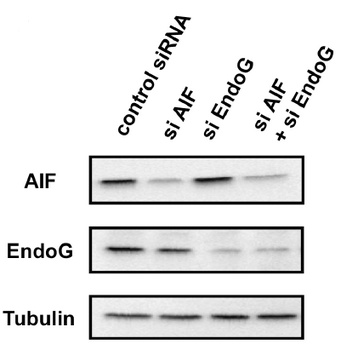 EndoG Antibody