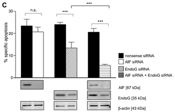EndoG Antibody