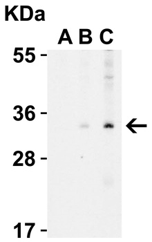 ENDOG Antibody