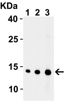 ENDOG Antibody