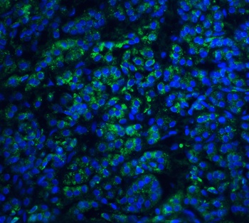 EndoG Antibody