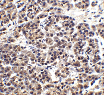 EndoG Antibody