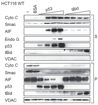 EndoG Antibody