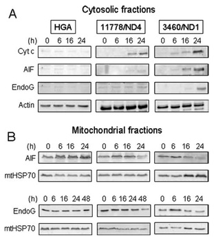 EndoG Antibody