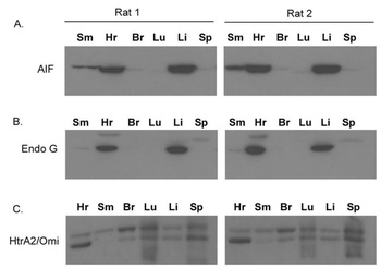 ENDOG Antibody