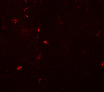 DRAXIN Antibody