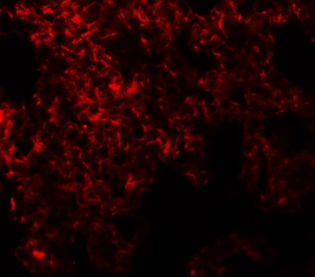 NETO1 Antibody